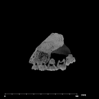SK 13.SK 14 Paranthropus robustus maxilla internal