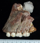 SK 13.SK 14 Paranthropus robustus maxilla lateral left photo