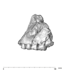 SK 13.SK 14 Paranthropus robustus maxilla lateral left side