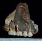 SK 13.SK 14 Paranthropus robustus maxilla lateral right photo