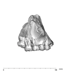 SK 13.SK 14 Paranthropus robustus maxilla lateral right side