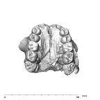SK 13.SK 14 Paranthropus robustus maxilla occlusal