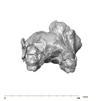 SK 13.SK 14 Paranthropus robustus maxilla posterior