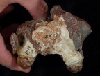 SK 13.SK 14 Paranthropus robustus maxilla posterior photo