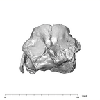 SK 13.SK 14 Paranthropus robustus maxilla superior