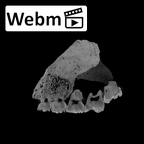 SK 13.SK 14 Paranthropus robustus maxilla ct stack movie