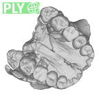 SK 13.SK 14 Paranthropus robustus maxilla ply