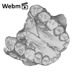 SK 13.SK 14 Paranthropus robustus maxilla ply movie