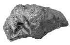 SK 14000 Paranthropus robustus tooth fragment