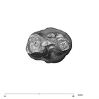 SK 14001 Paranthropus robustus ULP3 apical