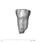 SK 14001 Paranthropus robustus ULP3 buccal