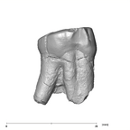 SK 14001 Paranthropus robustus ULP3 distal