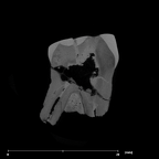 SK 14001 Paranthropus robustus ULP3 internal