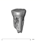 SK 14001 Paranthropus robustus ULP3 lingual