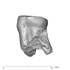 SK 14001 Paranthropus robustus ULP3 mesial