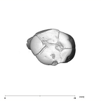 SK 14001 Paranthropus robustus ULP3 occlusal