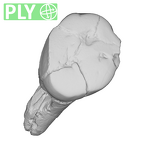SK 14001 Paranthropus robustus ULP3 ply