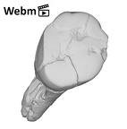 SK 14001 Paranthropus robustus ULP3 ply movie