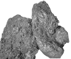 SK 14003 Paranthropus robustus partial maxilla
