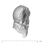 SK 14024 Paranthropus robustus femoral head 1