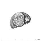 SK 14024 Paranthropus robustus femoral head 3
