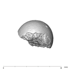 SK 14024 Paranthropus robustus femoral head 4