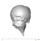 SK 14024 Paranthropus robustus femoral head 5