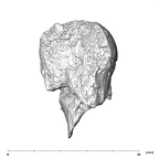 SK 14024 Paranthropus robustus femoral head 6