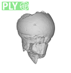 SK 14024 Paranthropus robustus femoral head ply