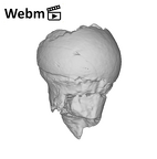 SK 14024 Paranthropus robustus femoral head ply movie