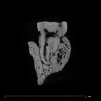 SK 14133 Paranthropus robustus left maxilla ULM1 internal