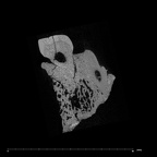 SK 14133 Paranthropus robustus left maxilla ULP4 internal