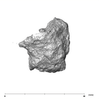 SK 14133 Paranthropus robustus left maxilla apical