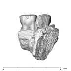 SK 14133 Paranthropus robustus left maxilla buccal