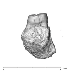 SK 14133 Paranthropus robustus left maxilla distal