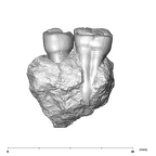SK 14133 Paranthropus robustus left maxilla lingual
