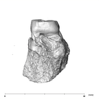 SK 14133 Paranthropus robustus left maxilla mesial