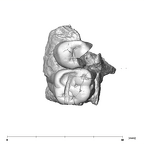 SK 14133 Paranthropus robustus left maxilla occlusal