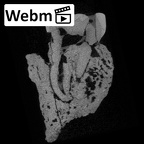 SK 14133 Paranthropus robustus left maxilla ct stack movie
