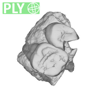SK 14133 Paranthropus robustus left maxilla ply