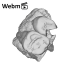 SK 14133 Paranthropus robustus left maxilla ply movie