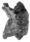 SK 14246 Paranthropus robustus partial mandible