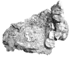 SK 1425a.SK 2635 Paranthropus robustus partial maxilla