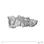 SK 1512.SK 1592 Paranthropus robustus maxilla anterior