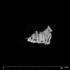 SK 1512.SK 1592 Paranthropus robustus maxilla internal