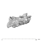 SK 1512.SK 1592 Paranthropus robustus maxilla lateral left