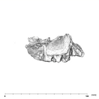 SK 1512.SK 1592 Paranthropus robustus maxilla lateral right