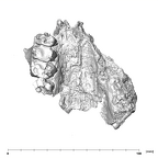 SK 1512.SK 1592 Paranthropus robustus maxilla occlusal