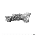 SK 1512.SK 1592 Paranthropus robustus maxilla posterior