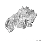 SK 1512.SK 1592 Paranthropus robustus maxilla superior